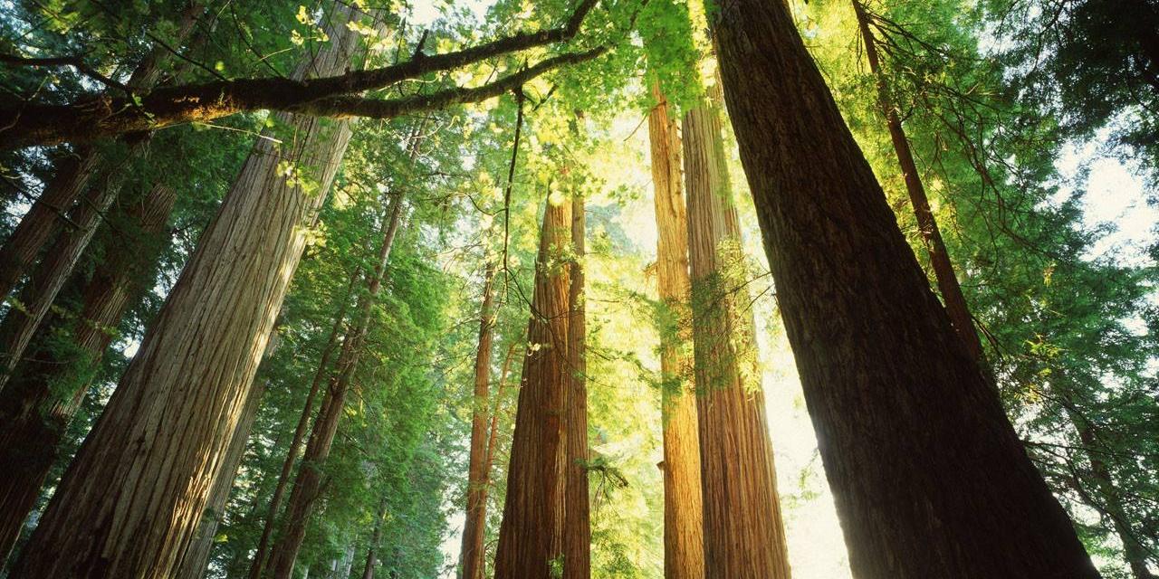 金堂木精選優(yōu)質(zhì)進口紅橡做原材